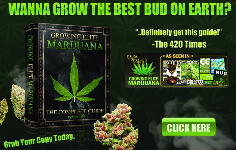 Learn How To Grow Marijuana With The Best Guide Ever Made – THC 420