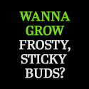 grow sticky buds