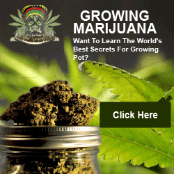 how to grow cannabis ebook guide